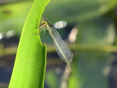 Erythromma