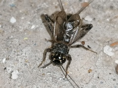 Eumodicogryllus bordigalensis