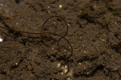 Gordiidae