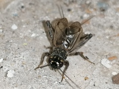 Eumodicogryllus bordigalensis