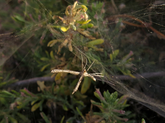 Agdistis americana