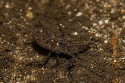 Water scorpion