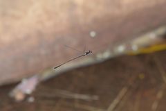 Prodasineura autumnalis