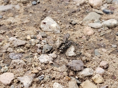 Cicindela ocellata ocellata