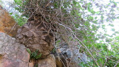 Dioscorea elephantipes