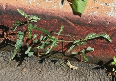 Phyllanthus leucanthus