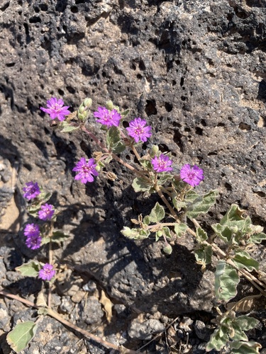 Trailing windmills (Allionia incarnata)