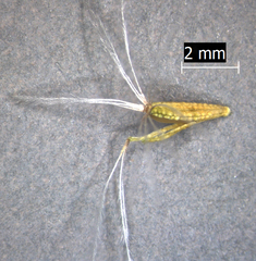 Stephanomeria paniculata