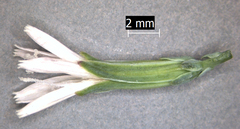 Stephanomeria paniculata