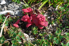 Exobasidium vaccinii-uliginosi