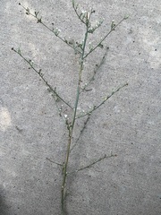 Stephanomeria paniculata