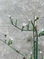 Stephanomeria paniculata