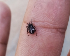 Steatoda latifasciata