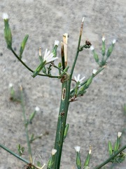 Stephanomeria paniculata