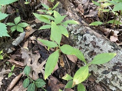 Asclepias quadrifolia