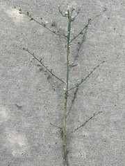 Stephanomeria paniculata