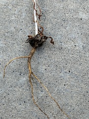 Stephanomeria paniculata