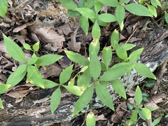 Asclepias quadrifolia