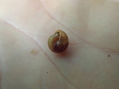 Cryptomastix germana