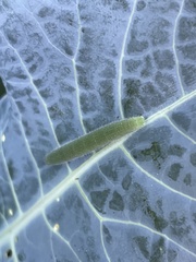 Pieris rapae