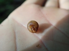 Cryptomastix germana