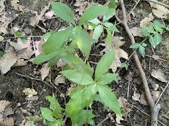 Asclepias quadrifolia