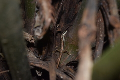 Sphenomorphus melanopogon