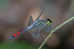 Agrionoptera sexlineata