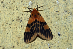 Lemyra