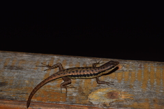 Sphenomorphus melanopogon