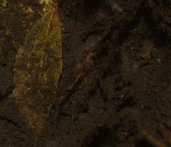 Gordiidae