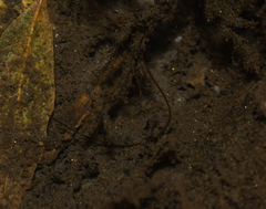 Gordiidae