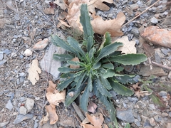 Anarrhinum bellidifolium