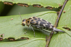 Glipa malaccana