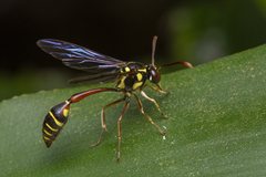 Eustenogaster micans