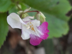 Impatiens balfourii