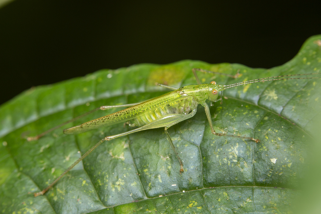Xiphidiopsis