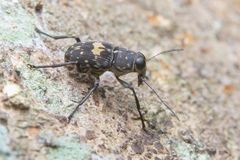 Litocerus
