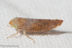 Synophropsis