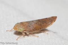 Synophropsis