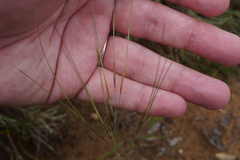 Aristida tuberculosa
