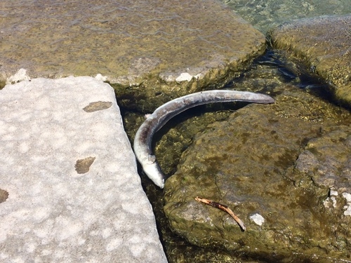 American eel (Anguilla rostrata) — Anguillidae — 2