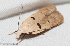 Stibaromacha ratella