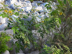 Senna villosa