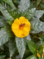 Turnera ulmifolia