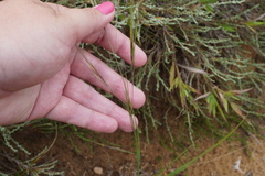Aristida tuberculosa