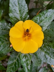 Turnera ulmifolia