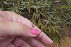 Aristida tuberculosa