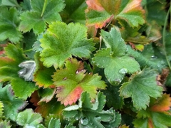 Alchemilla glaucescens
