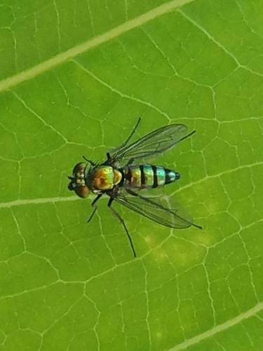 Condylostylus longicornis